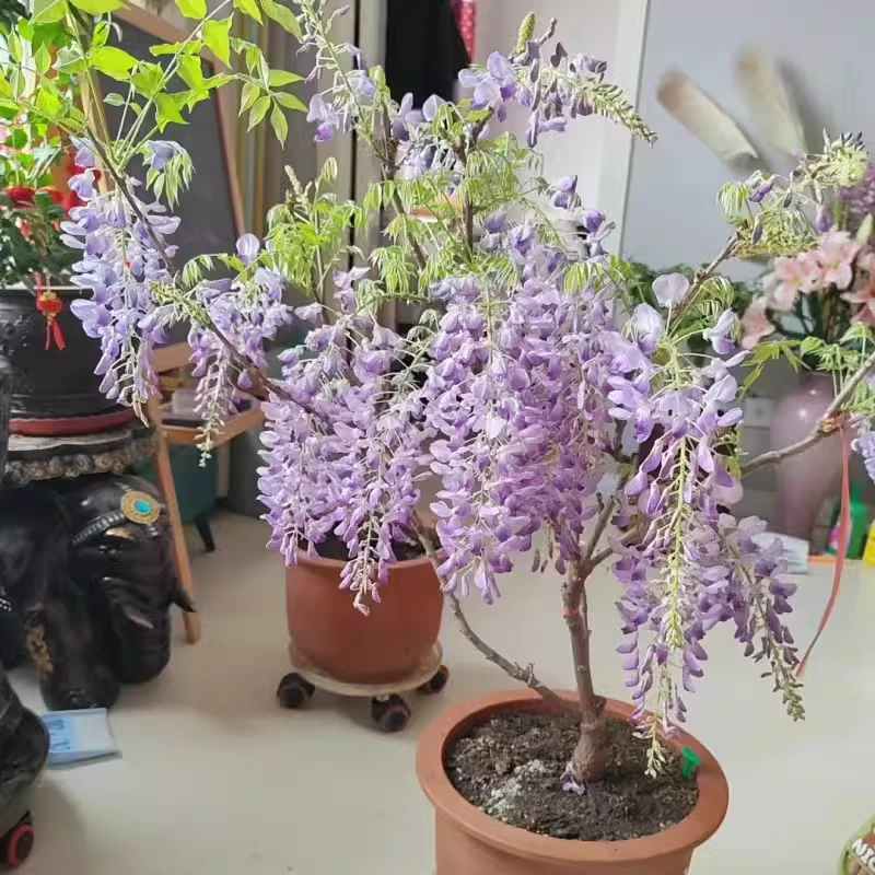 紫藤花树苗爬藤植物盆栽庭院阳台花卉室内四季开花攀爬多花紫藤