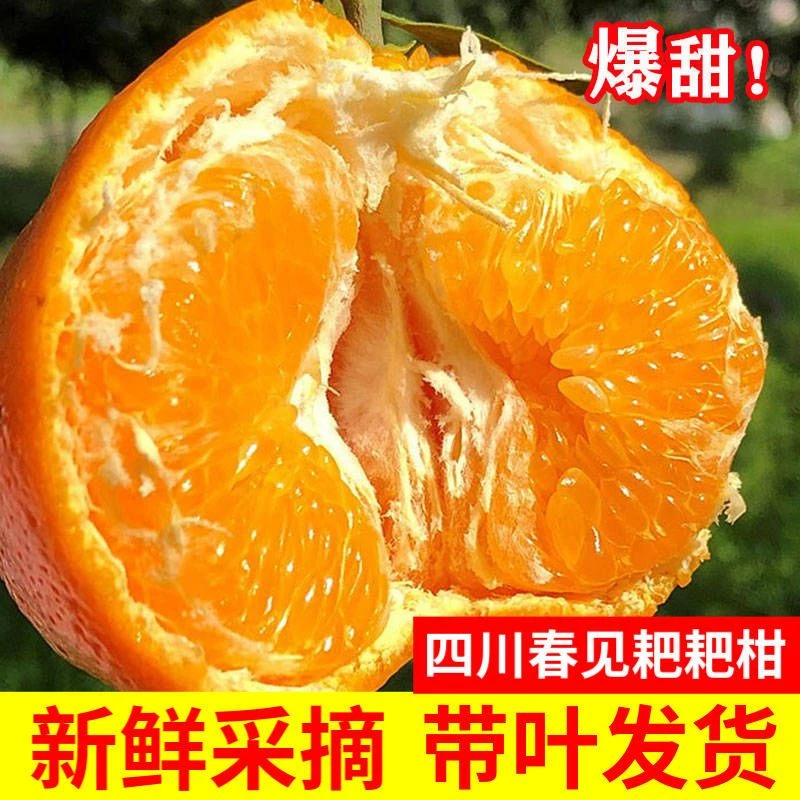 【易11队】春见耙耙柑四川新鲜水果丑橘粑粑柑桔子8斤