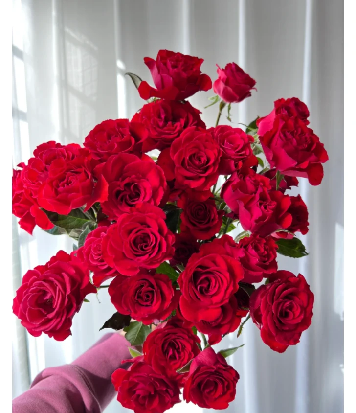 【新疆鲜花，全疆包邮】霓虹多头玫瑰10枝+营养液