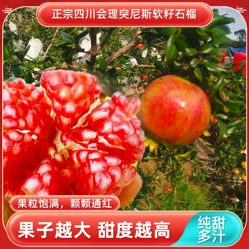 【内江邮政专属】正宗会理突尼斯石榴香甜新鲜爆汁饱满