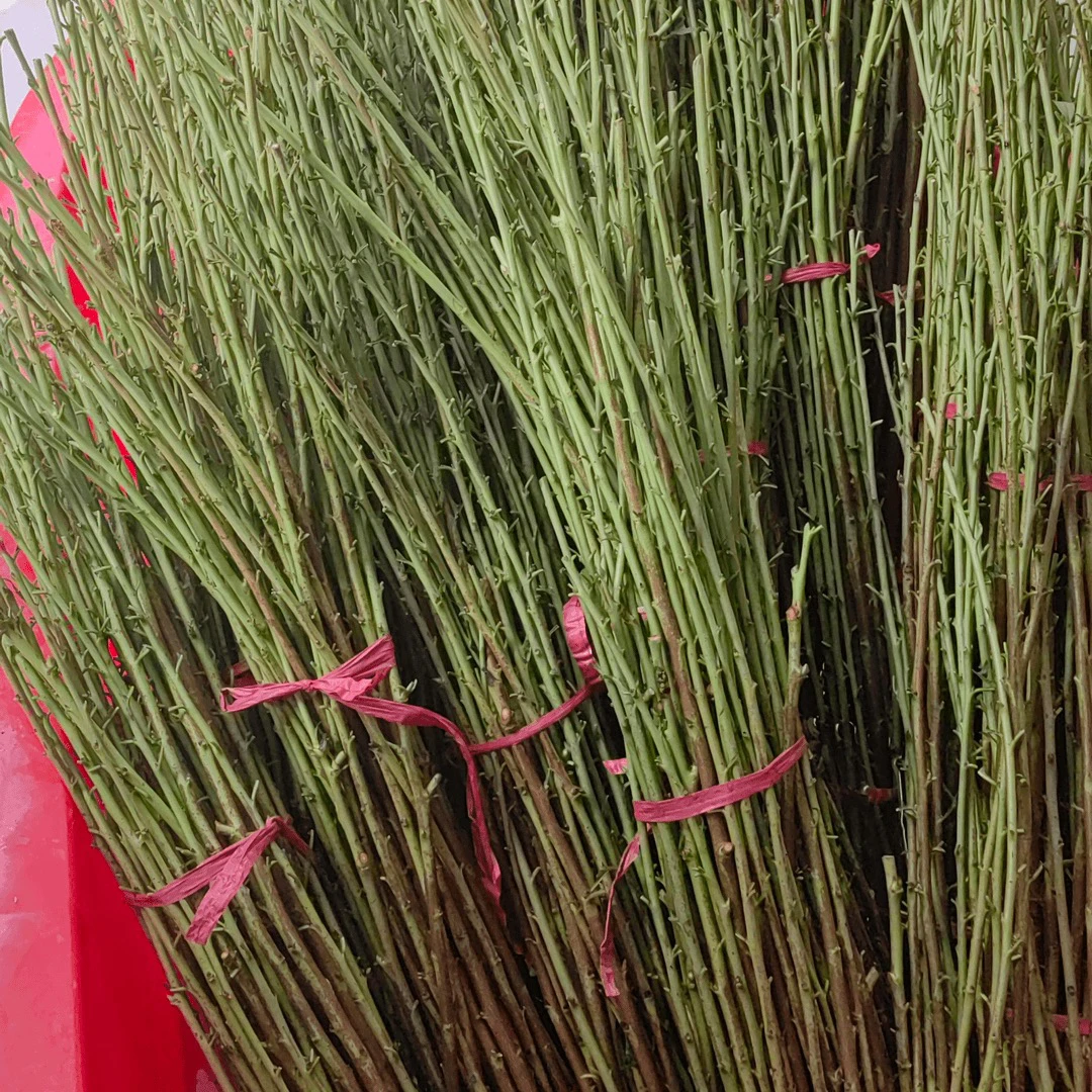 彩虹油蟠7-7树枝枝条10根现货现发嫁接