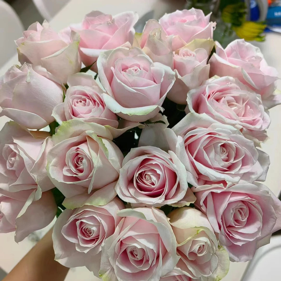 【粉红雪山玫瑰10/20支+配草】云优质鲜花基地直发