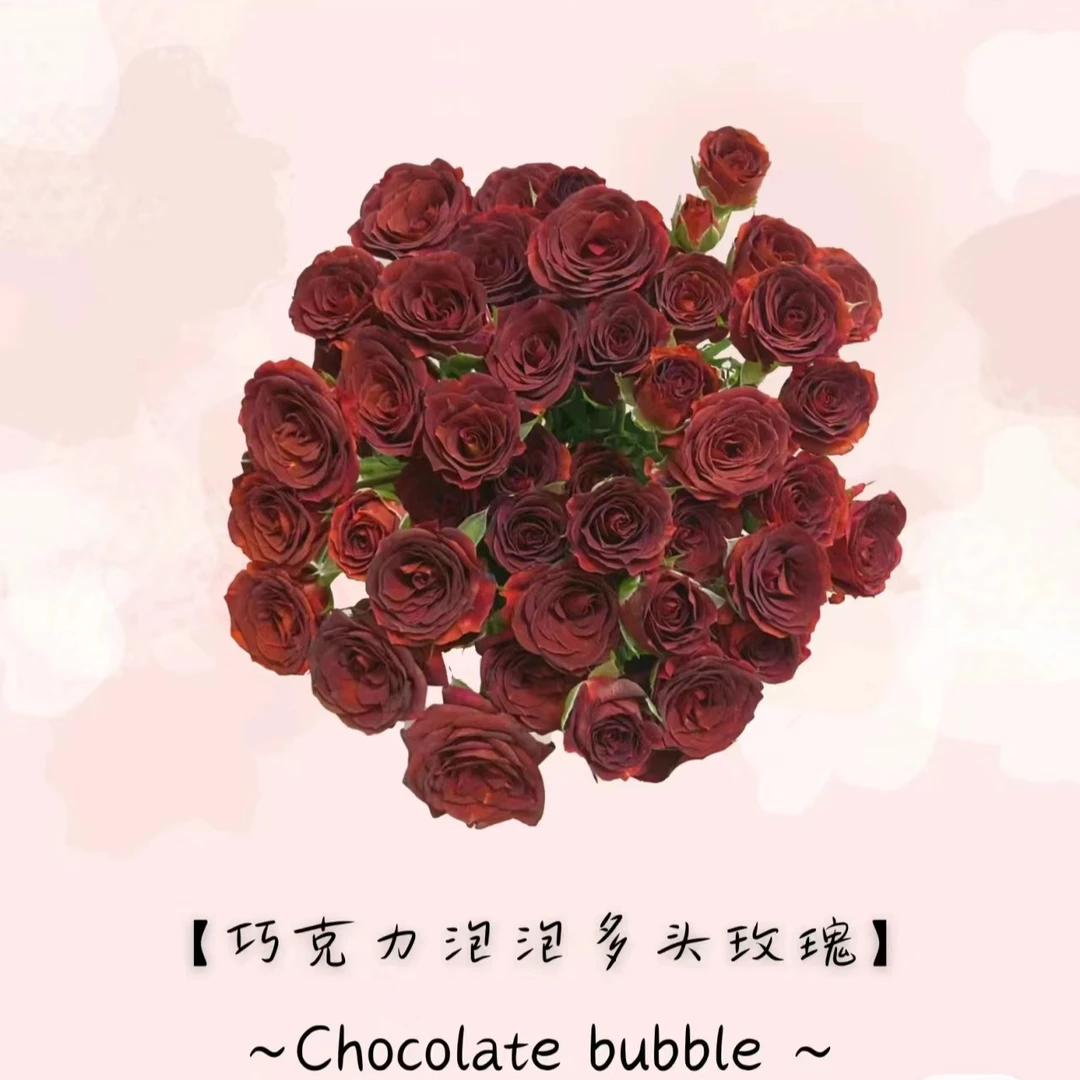 【巧克力多头泡泡10支】冷链包邮哦，云南优质鲜花基地直发