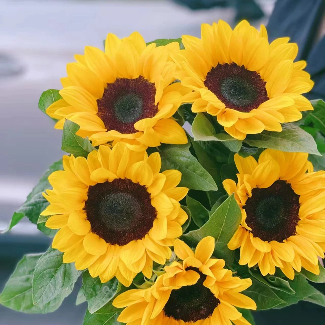 【向日葵5支装生花苞发货】零度拍保温棉。云南优质鲜花基地直发