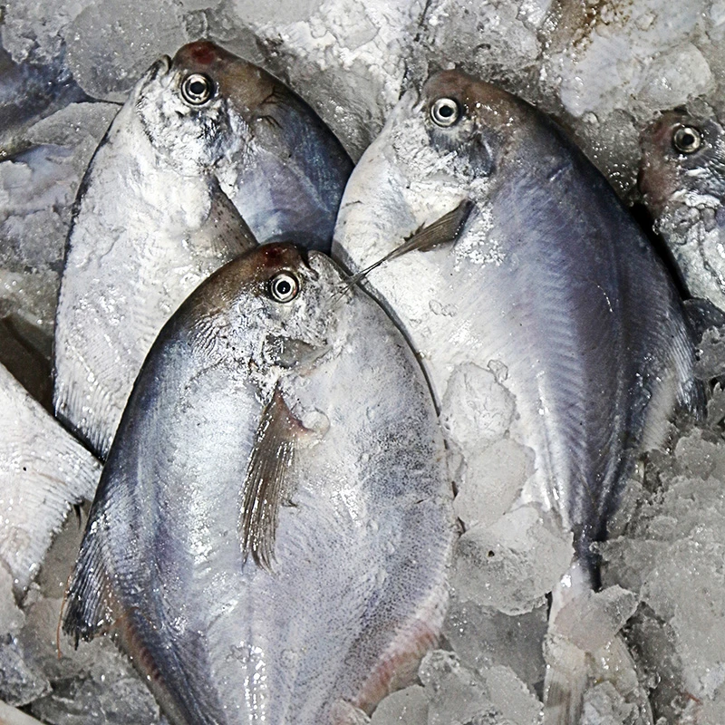 【生鲜优选】舟山东海海捕白磷银鲳鱼昌鱼平鱼 2条装共200g到手5包