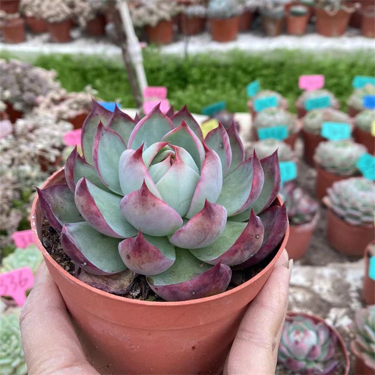 丸叶秋丽惊鸿仙子圆叶冰魄橙梦露冰玉植物盆栽