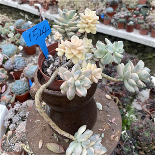 美杏锦多肉无砍悬崖老桩室内盆栽