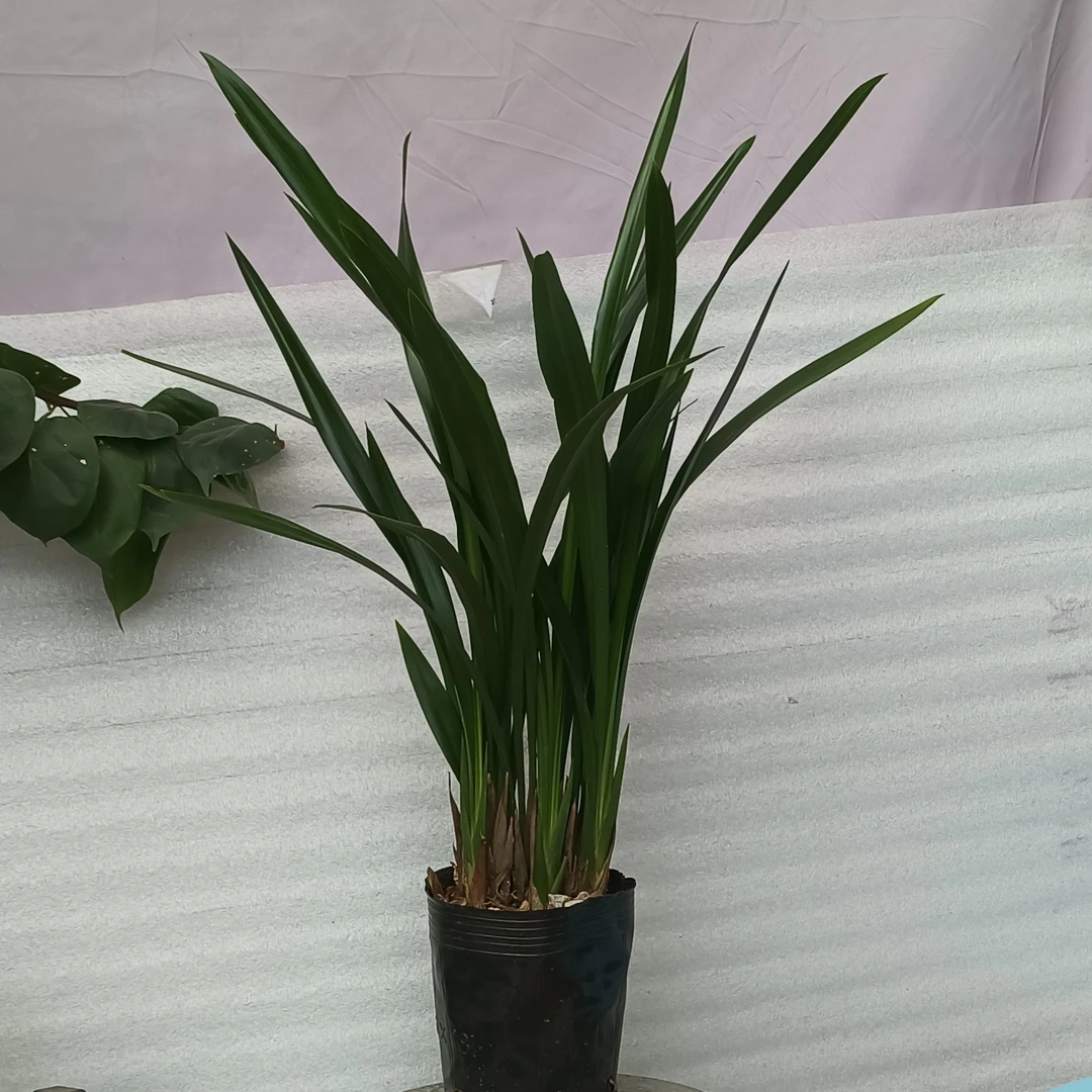 主播推荐墨兰花卉绿植零下5度以上可随时发货