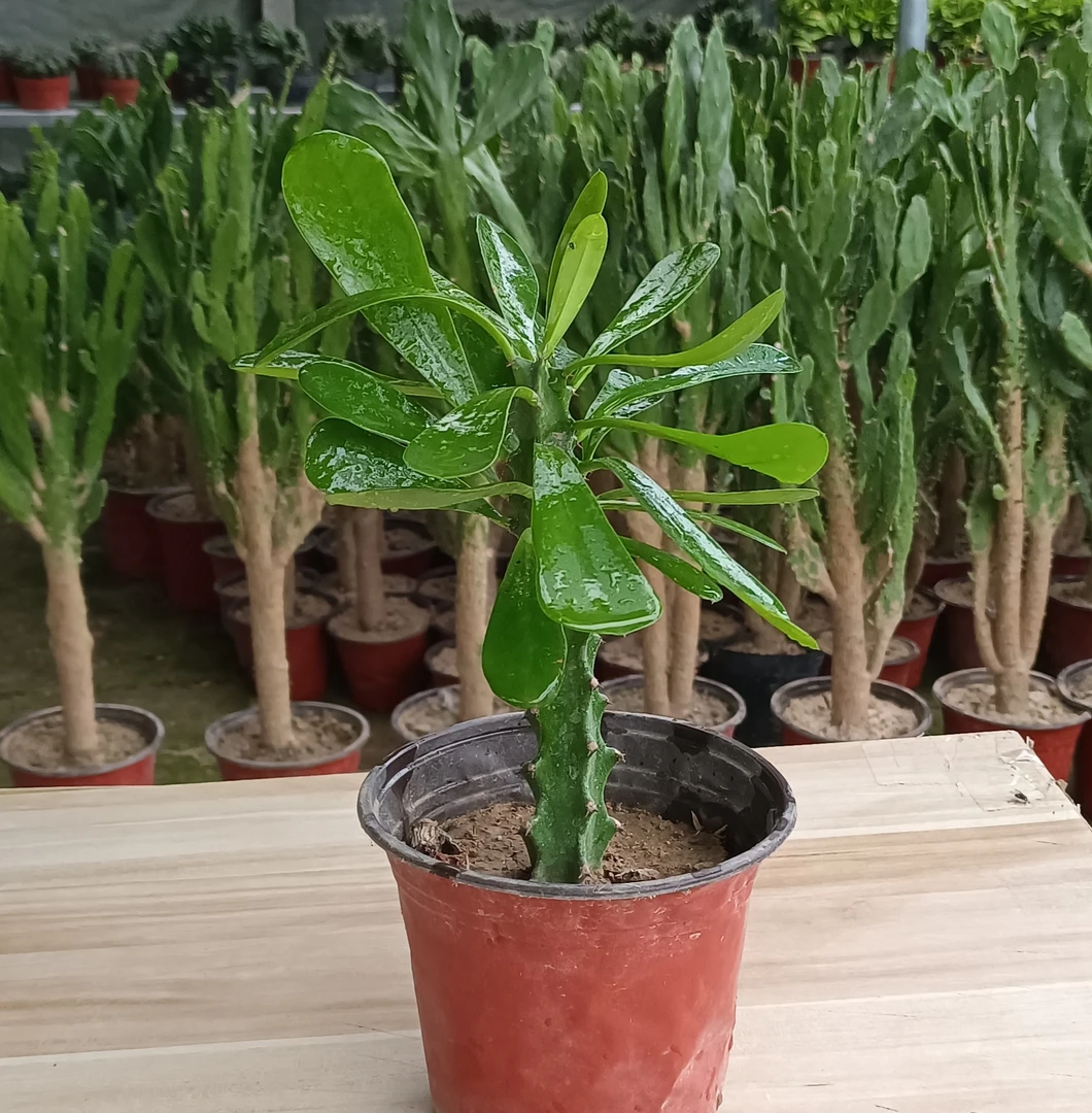 主播推荐霸王鞭花卉绿植零下5度以上可随时发货