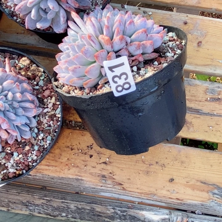 知**乐多肉植物一物拍