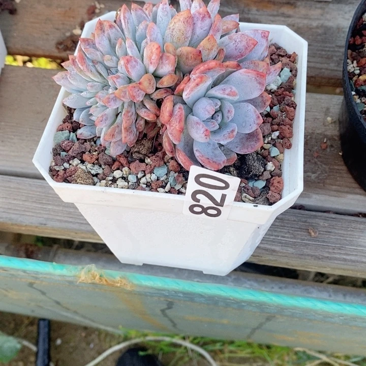 低**耀多肉植物一物一拍