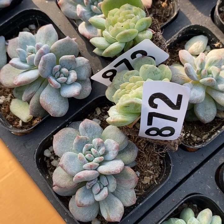 做****管多肉植物一物一拍