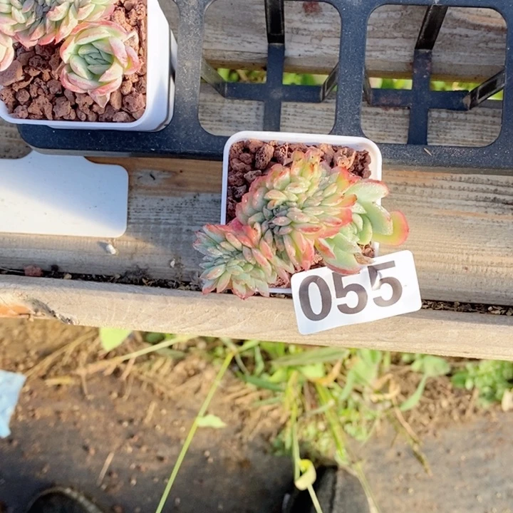 益多肉植物一物一拍