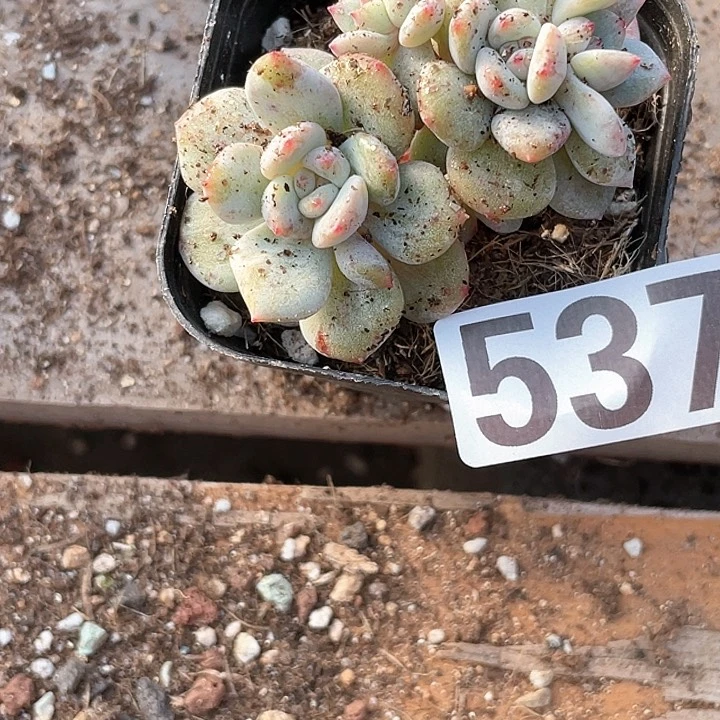 ?**蒿多肉植物一物一拍