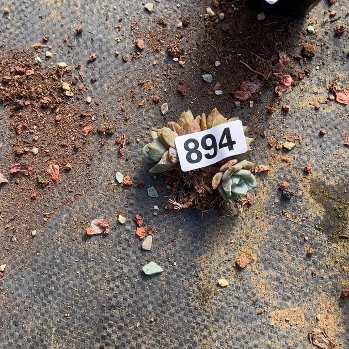 阿****肉多肉植物一物一拍