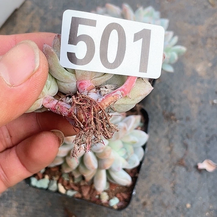 丢**四多肉植物一物一拍