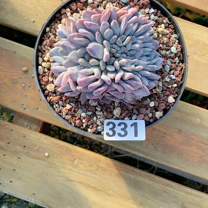 阳****r多肉植物一物一拍