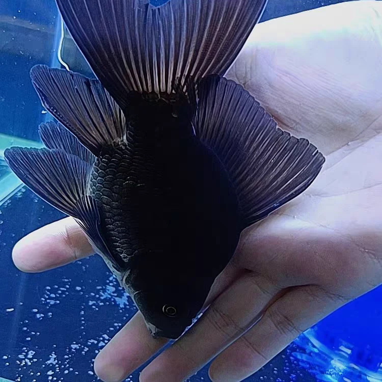 台湾蝴蝶鲤观赏鱼大鳍大尾黑色墨蝶球体短身球形淡水冷水鱼苗红色