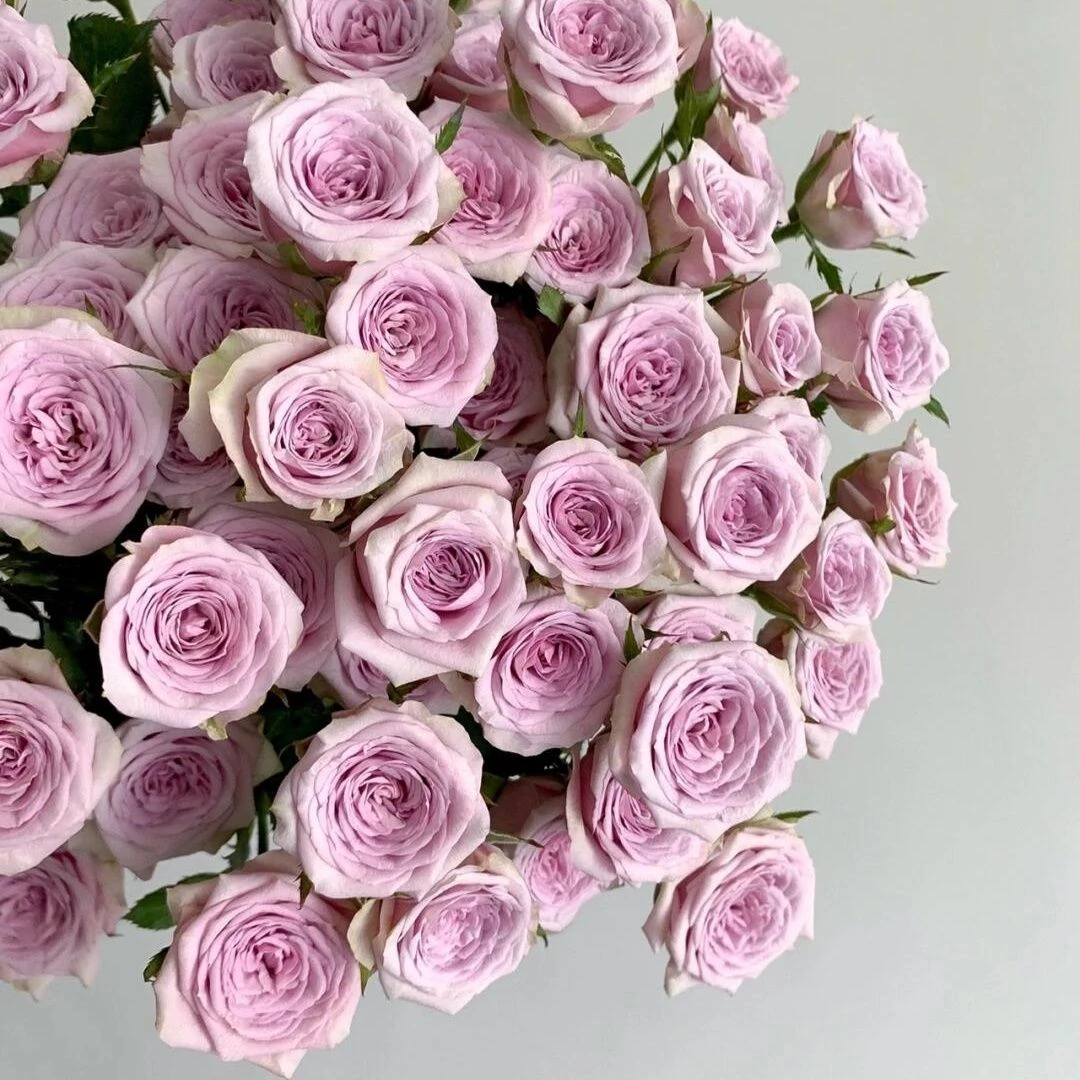 【莱拉多头泡泡】紫色小花多头泡泡玫瑰庭院阳台盆栽地栽阳台花苗