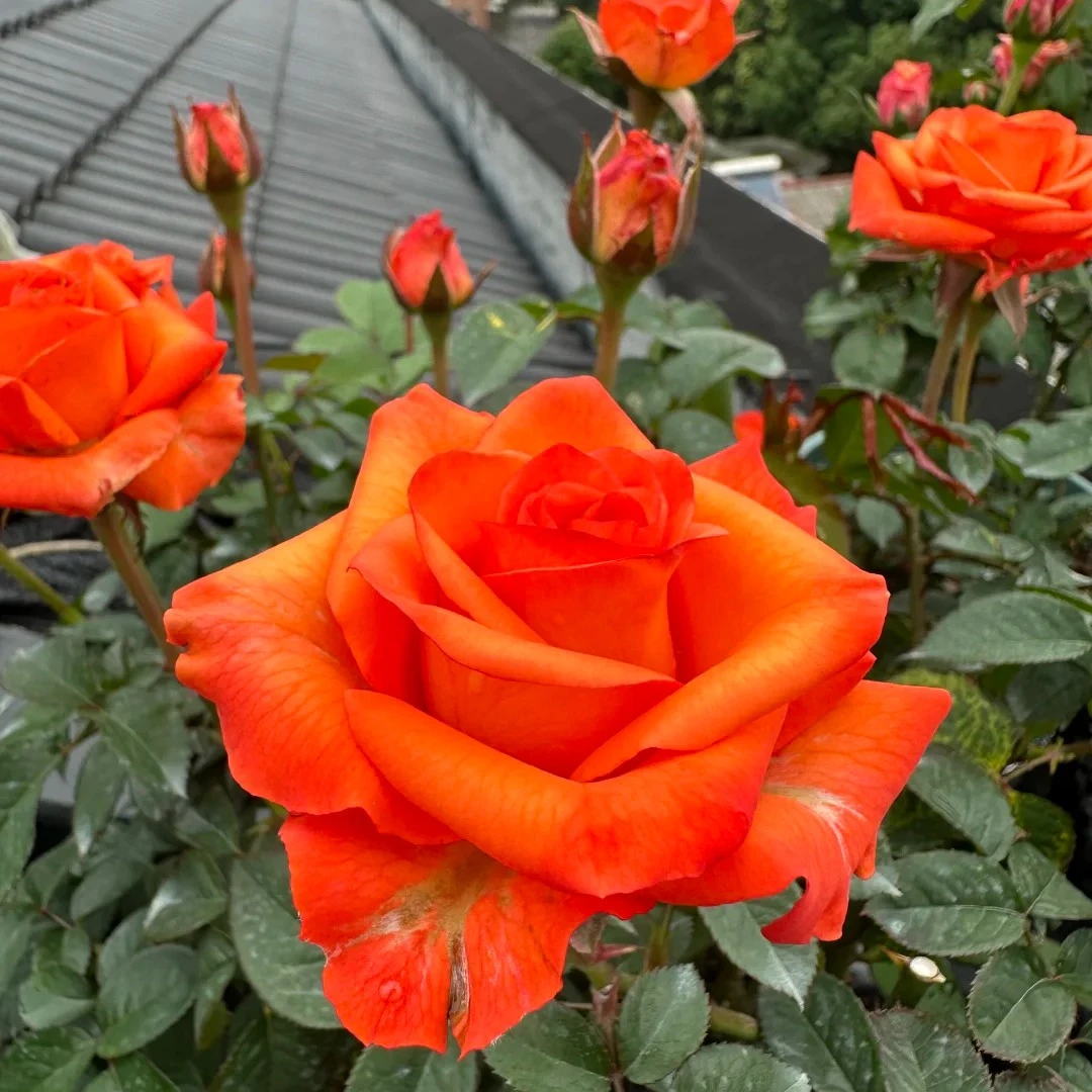 【尼克】超新品复色大切花玫瑰庭院阳台盆栽地栽阳台花苗