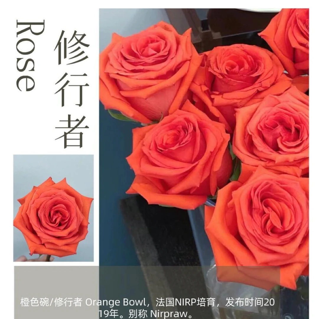【修行者】大花月季切花玫瑰花苗 橙色色玫瑰花苗大花月季阳台盆栽