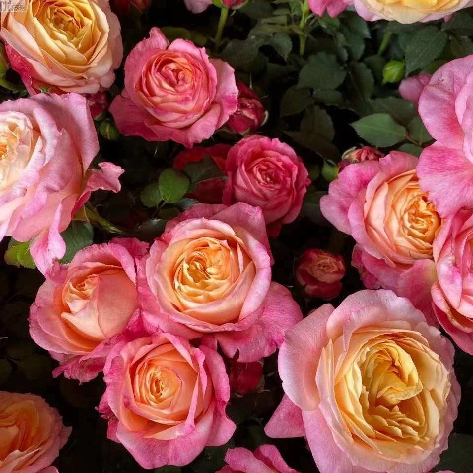 玫瑰新品【大花美人】勤花彩虹阳台非常耐热渐变色株型直立庭院盆栽