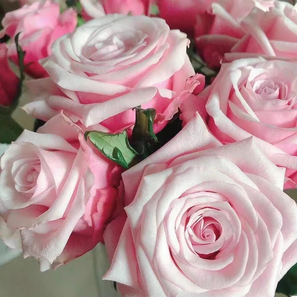 新品【珍珠项链】花苗盆栽直立大切花单头勤开玫瑰基质土栽培