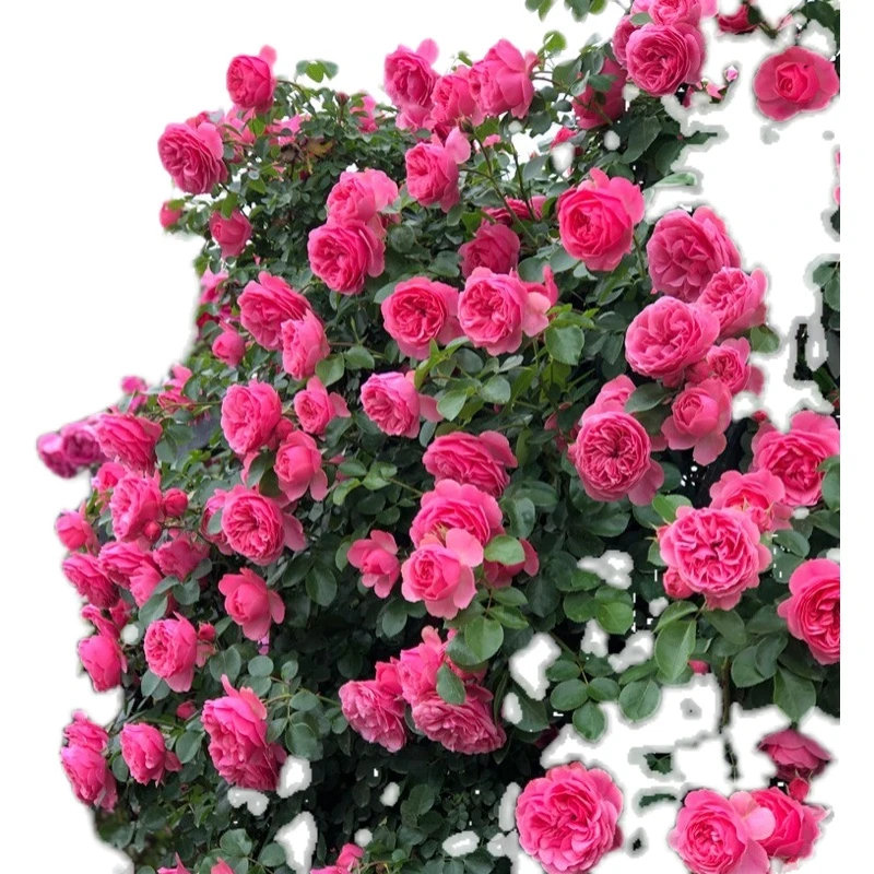 【粉色达芬奇】顺丰发货1.3-1.5米高藤本月季当年开花月院植物夏