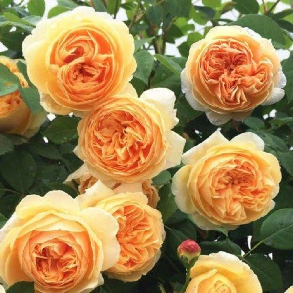 【黄金庆典】1.3-1.5米左右藤本月季花苗当年开花月季庭院植物栽