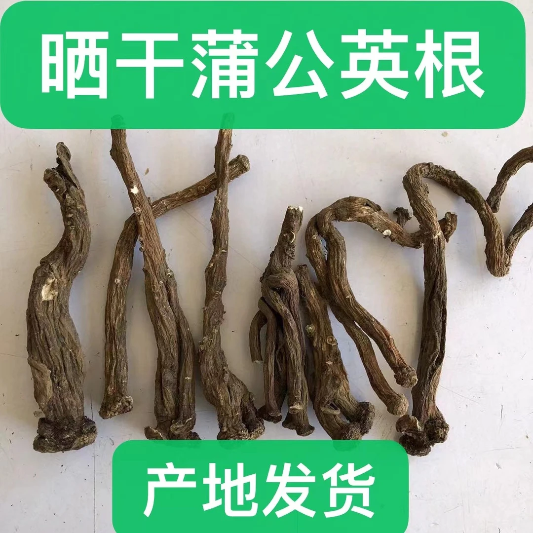 长白山野生蒲公英根 生晒老根 东北婆婆丁粗根泡水煮水降火