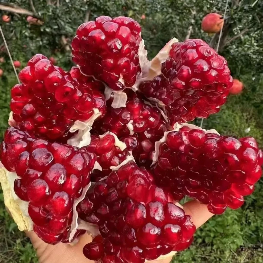果王 红玛瑙软籽石榴一箱 六颗