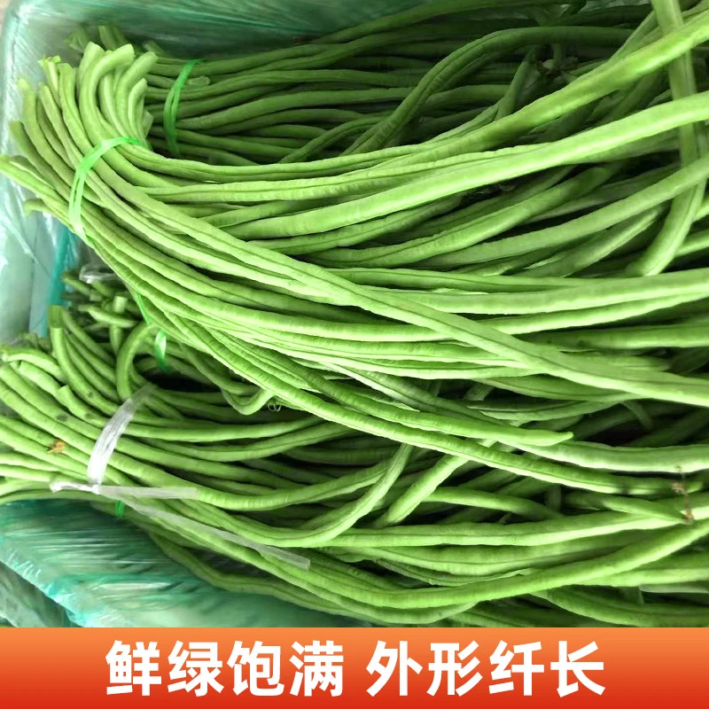 【三蔬公豇豆新鲜】农家自种嫩绿色现摘爽口蔬菜长豆角原产地包邮发