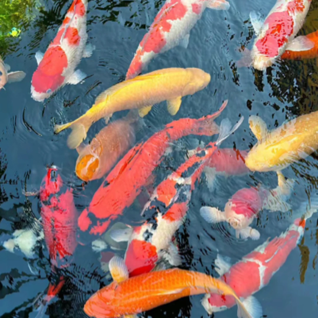 护生小居，鱼 跃龙门