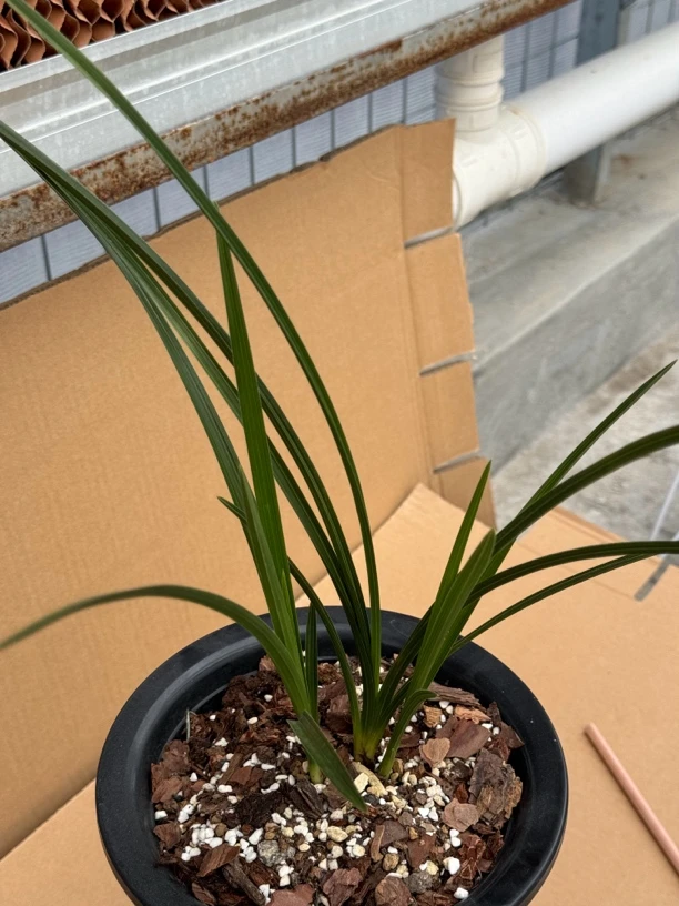 惠兰盆景草，普草，精品兰花