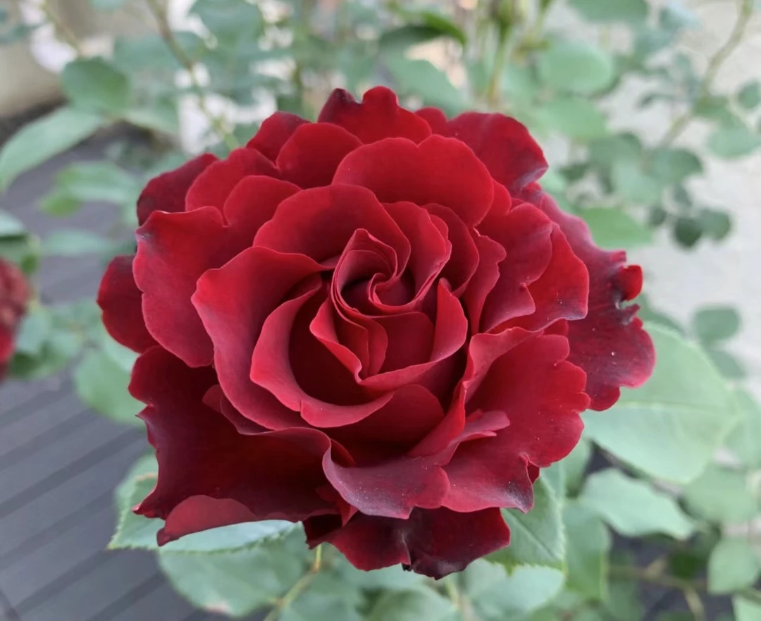 爆花机器【纪念芭芭拉】黑红色大花浓香勤花丰花花期长抗病强