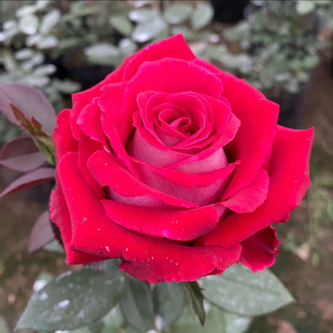 超新品切花【情书】玫红色高杯大切花阳台庭院月季
