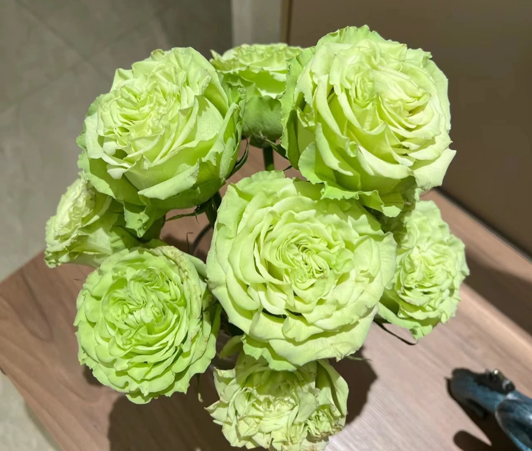 新品切花【抹茶】绿色高杯波浪边大切花阳台庭院月季