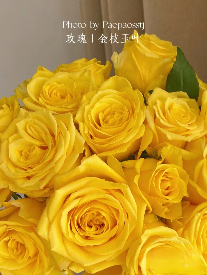 新品切花【金枝玉叶】黄色高杯大切花无刺月季苗盆栽庭院绿植
