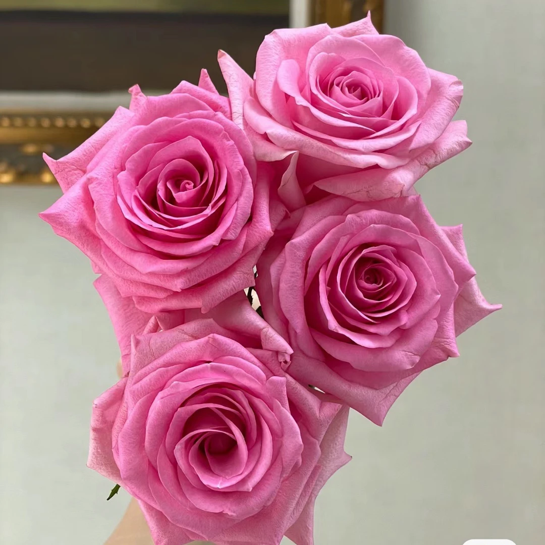 新品切花【苏醒】粉色高杯大切花 阳台庭院盆栽月季