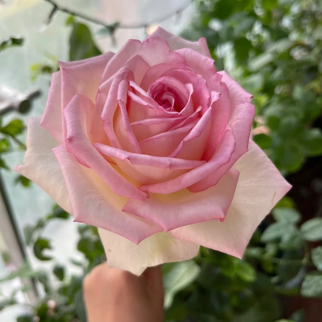 新品大花【乐天派】粉色大花浓香花径15cm耐热阳台庭院月季