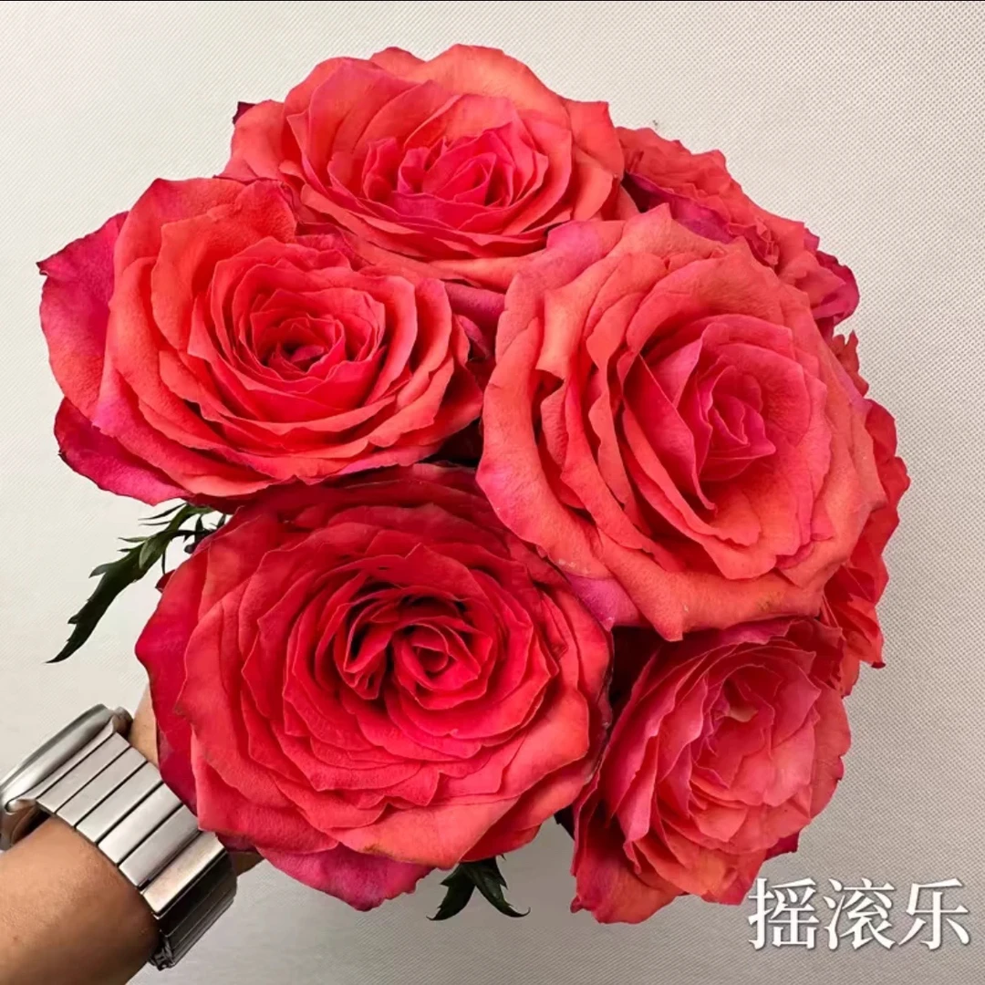 新品切花【康斯坦扎-摇滚乐】复古橘色高杯切花阳台庭院月季