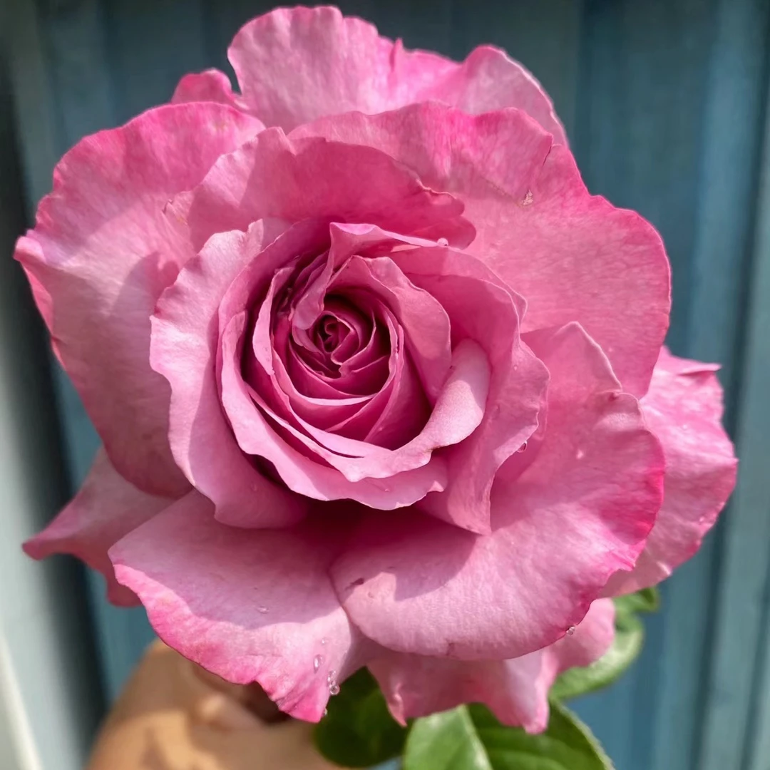 新品切花【切花暮光】紫色高杯浓香大切花阳台庭院月季