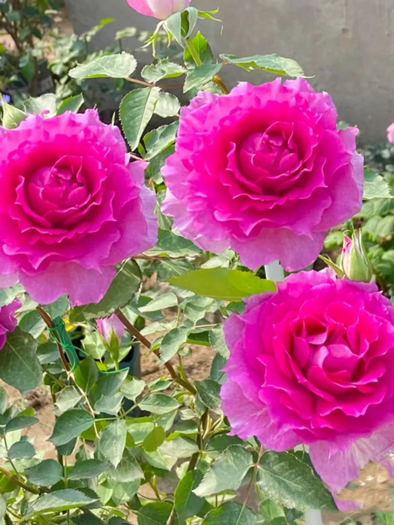 新手必备大花【天方夜谭】紫色大花浓香带美人尖无刺阳台庭院月季