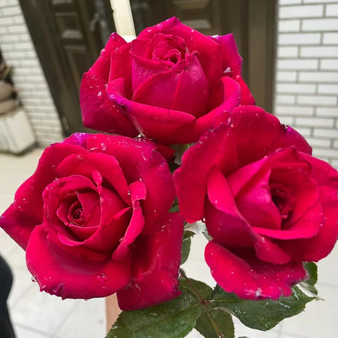 新品【恩钿女士】月季红色高杯浓香大切花花径15cm