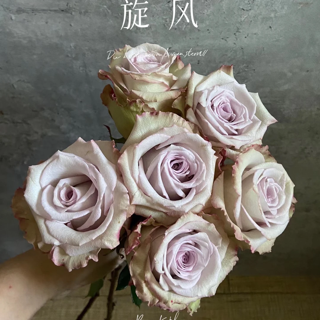 新品切花【旋风】复古蓝紫色高杯大切花阳台庭院月季
