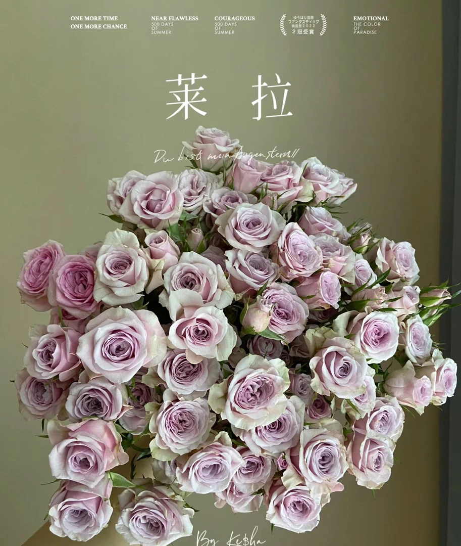 新品切花【莱拉泡泡】粉紫色多头月季玫瑰花期长