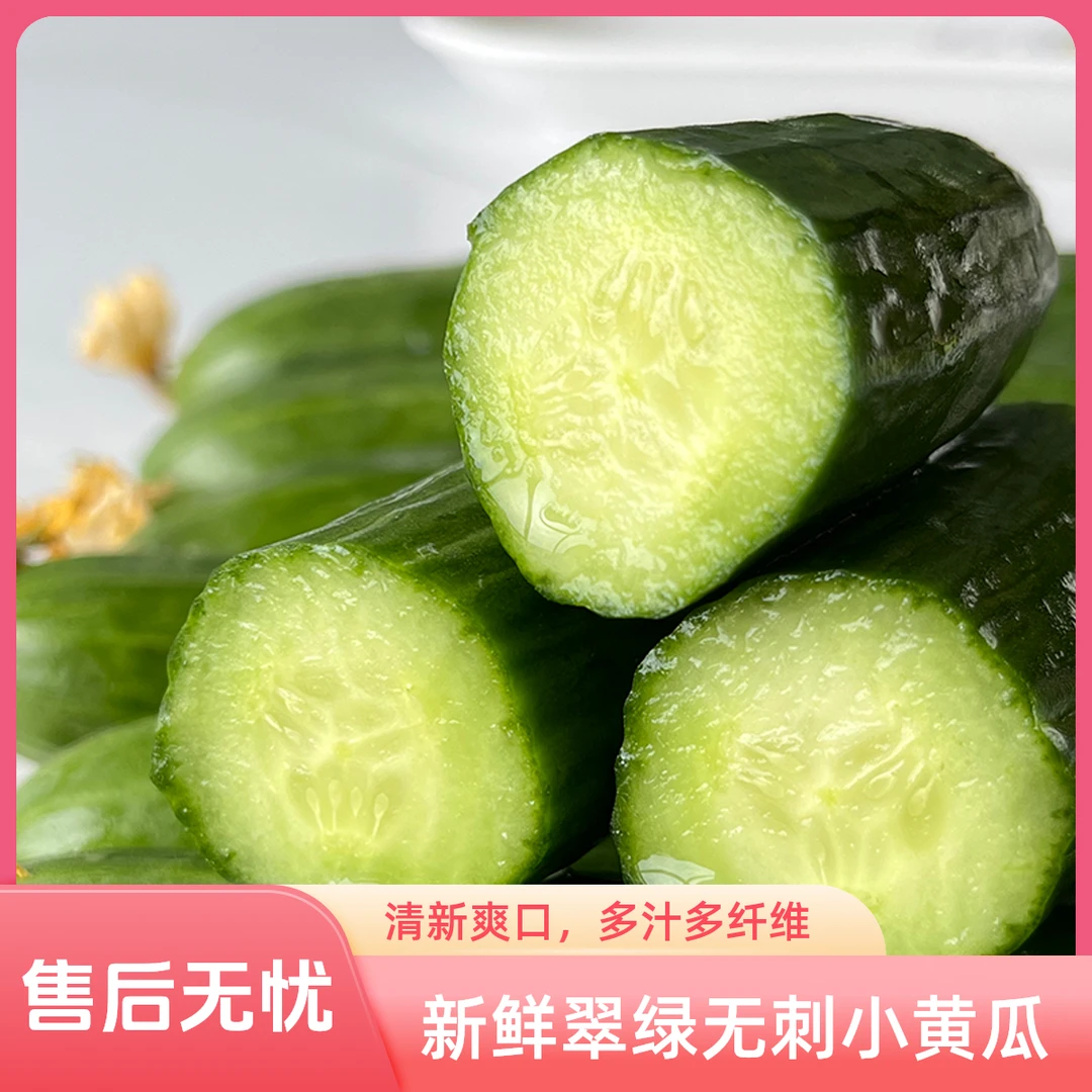 新鲜无刺小黄瓜现摘成熟皮薄鲜脆