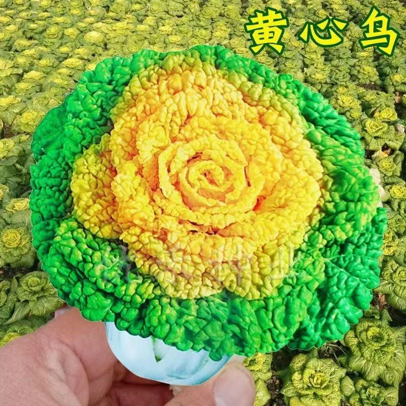 黄心乌塌菜种子耐寒黄心菜种籽菊花心菜籽阳台盆栽易种植蔬菜种子
