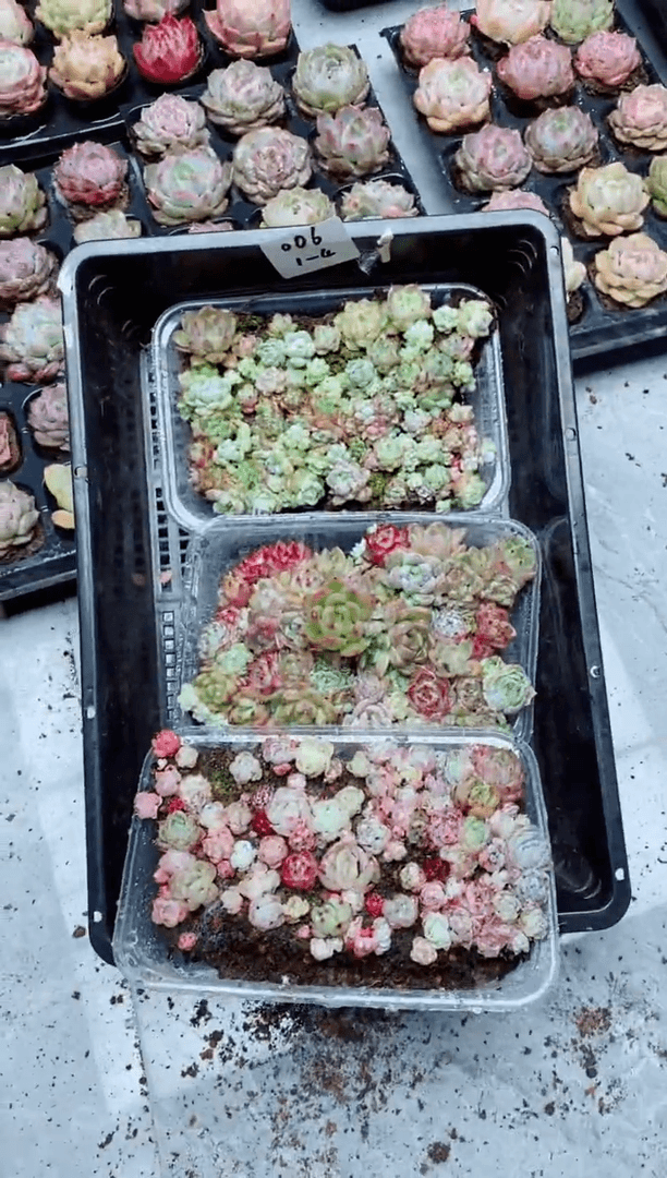 【闪购商品】1.4-006切糕3盒一物一拍 多肉