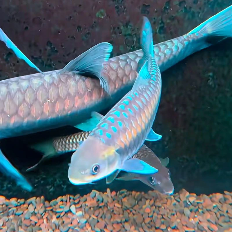 爬背蓝吉罗观赏鱼（顺丰包活不包邮）